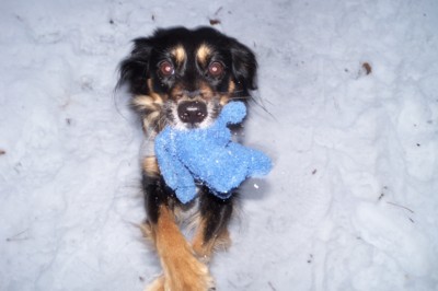 Už umí přinést ztracenou rukavici.