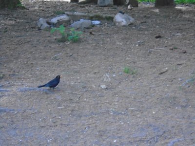 Ahoj kose, užíváš si jara?