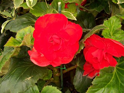 Jsem ze skleníku v Melbourne