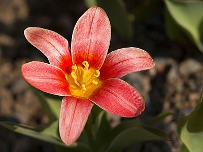 10 - Tulipán Kaufmannův