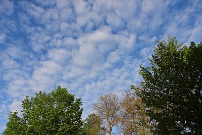 Modrobílá rapsodie