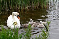 Rodinka 42TA, táta je opodál, hlídá