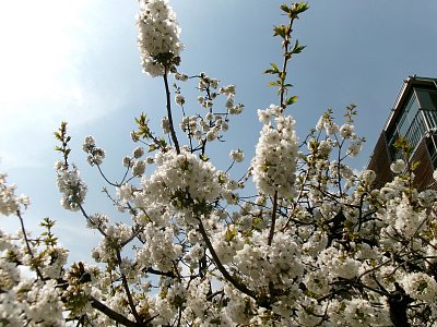 Třešeň před domem - stará, ale pořád kvete a plodí