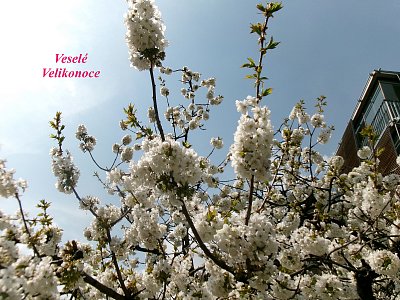 Veselé Velikonoce všem*