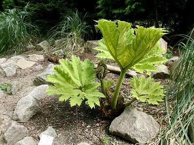 Kapradina Barota chilská, asi pokvete, BZ Na Slupi
