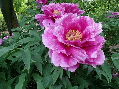 Z pivoňkové louky v BZ Troja