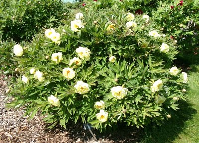 Keř žlutých pivoněk.jpg