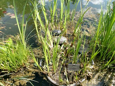 Želvy se schovávají.jpg