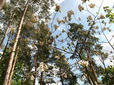 Paulovnie plstnatá.jpg