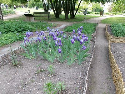 Jediné rozkvetlé kosatce.jpg