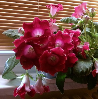 Takto mi kvetou gloxínie