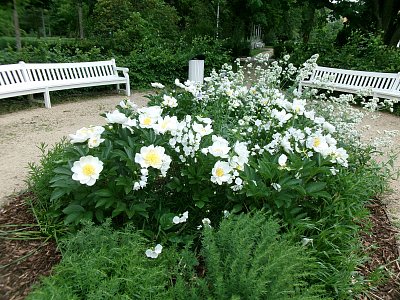 Nový květinový záhon za divadlem ve Frant. Lázních