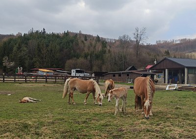 Koníci v Rajnochovicích