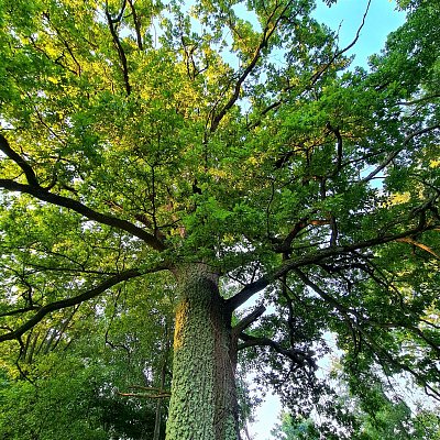 Zlatá v koruně stromu