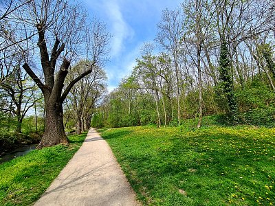 Pampeliškový koberec