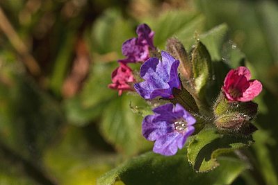 12 - Plícník lékařský