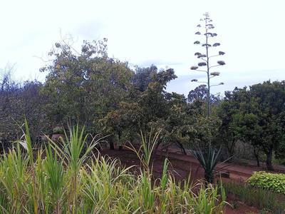 x126. Vysoký květ agáve