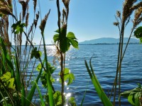 Ranní zrcadlení-pohled z jiného místa  /21.5.2014 v 8,24 h /