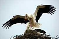 Neslušné šmírovat (já vím)