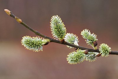 13 - Vrba - samičí květy
