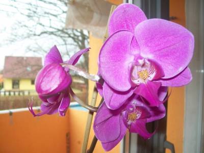 tu jsem dostala k 50. narozeninám, převezla jsem si ji z Liberce, přežila tu 3,5 roku a pak ji napadly svilušky :-(