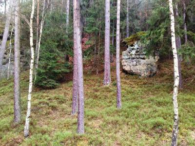 Mechy se střídají s borůvčím