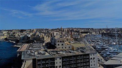 Gospicua má název od latinského conspicus = nápadný.