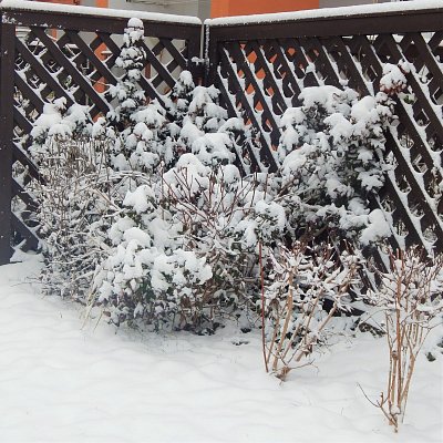 Zákoutí zatím bez květů