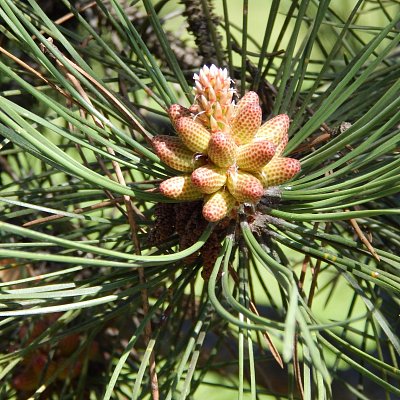 Borovice na jaře v parku