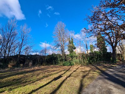 Únorové stíny stromů