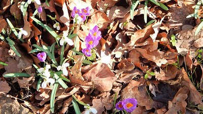 A přece první známky jara!