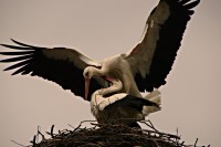 Krkolomné polohy jen co je pravda