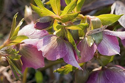 15 - Čemeřice východní