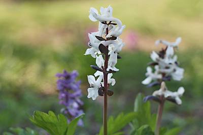 15-Dymnivka dutá.jpg