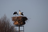 Odhánění vetřelce - klapání zobákem