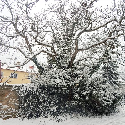 Rozevřená křídla