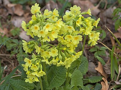 16 - Prvosenka vyšší