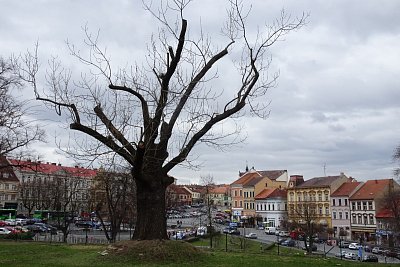 16-strom-a-namesti.jpg