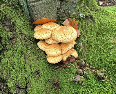 Cestou spousta houbiček