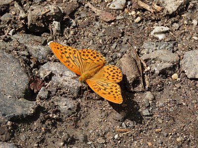 Perleťovec stříbropásek