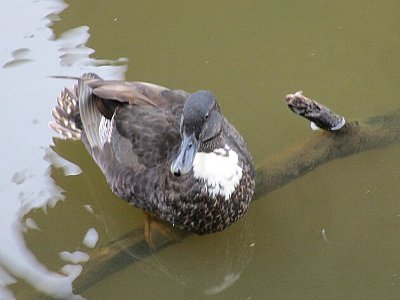 Kachny...kachny...kachny...