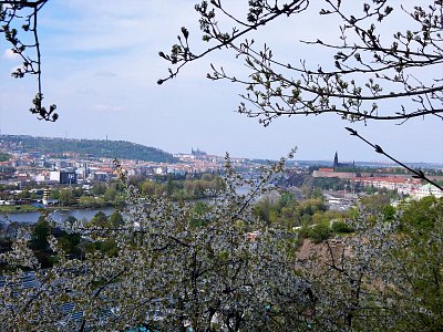 Pohled na Prahu od rozkvetlých stromů