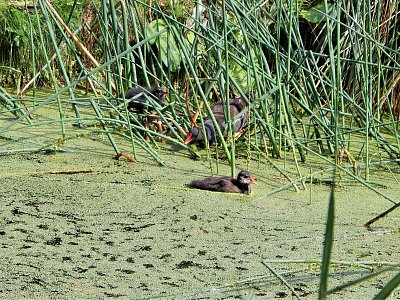 Žabinec jim nevadí