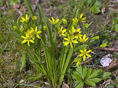 18 - Křivatec žlutý