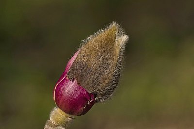 18 - Šacholan liliokvětý