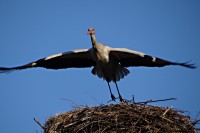 Tak já letím na večeři