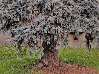 Sedmdesátiletý stříbrný smrk.