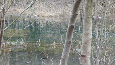 Plavci na klidné hladině