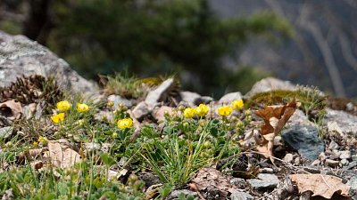 19 - Zřejmě některý z druhů mochny.