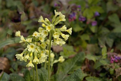 19 - Prvosenka vyšší